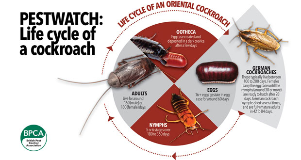 Check for four signs of cockroaches this spring - Cleaning Hygiene Today